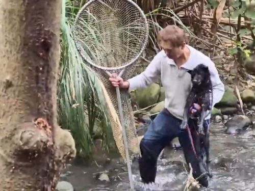 黑狗受困湍急溪流，八里動物之家即刻救援守護生命